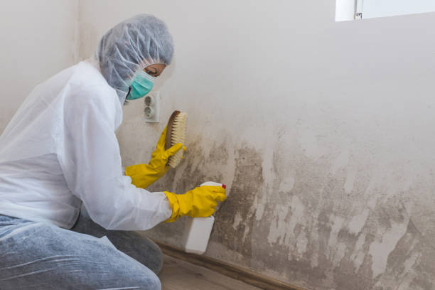 Office Mold Removal Services in Sleepy Hollow, WY