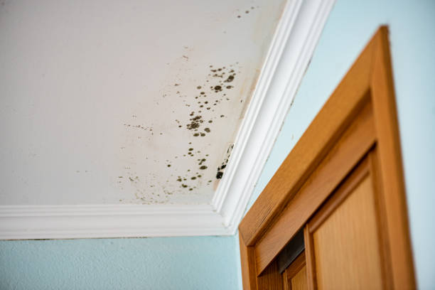 Best Mold Cleaning Services  in Sleepy Hollow, WY