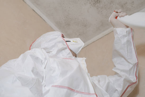 Best Same-Day Mold Removal  in Sleepy Hollow, WY