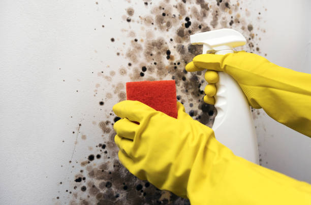 Best Toxic Mold Removal  in Sleepy Hollow, WY