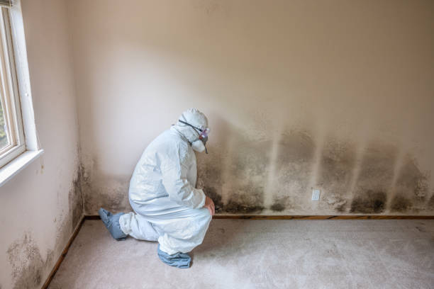  Sleepy Hollow, WY Mold Removal Pros