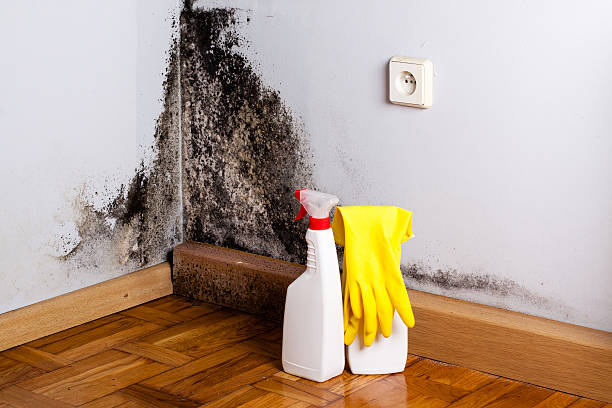 Best Residential Mold Removal  in Sleepy Hollow, WY