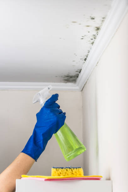Mold Removal and Inspection in Sleepy Hollow, WY